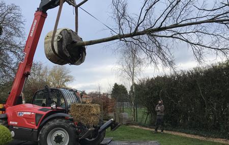 Moving a tree